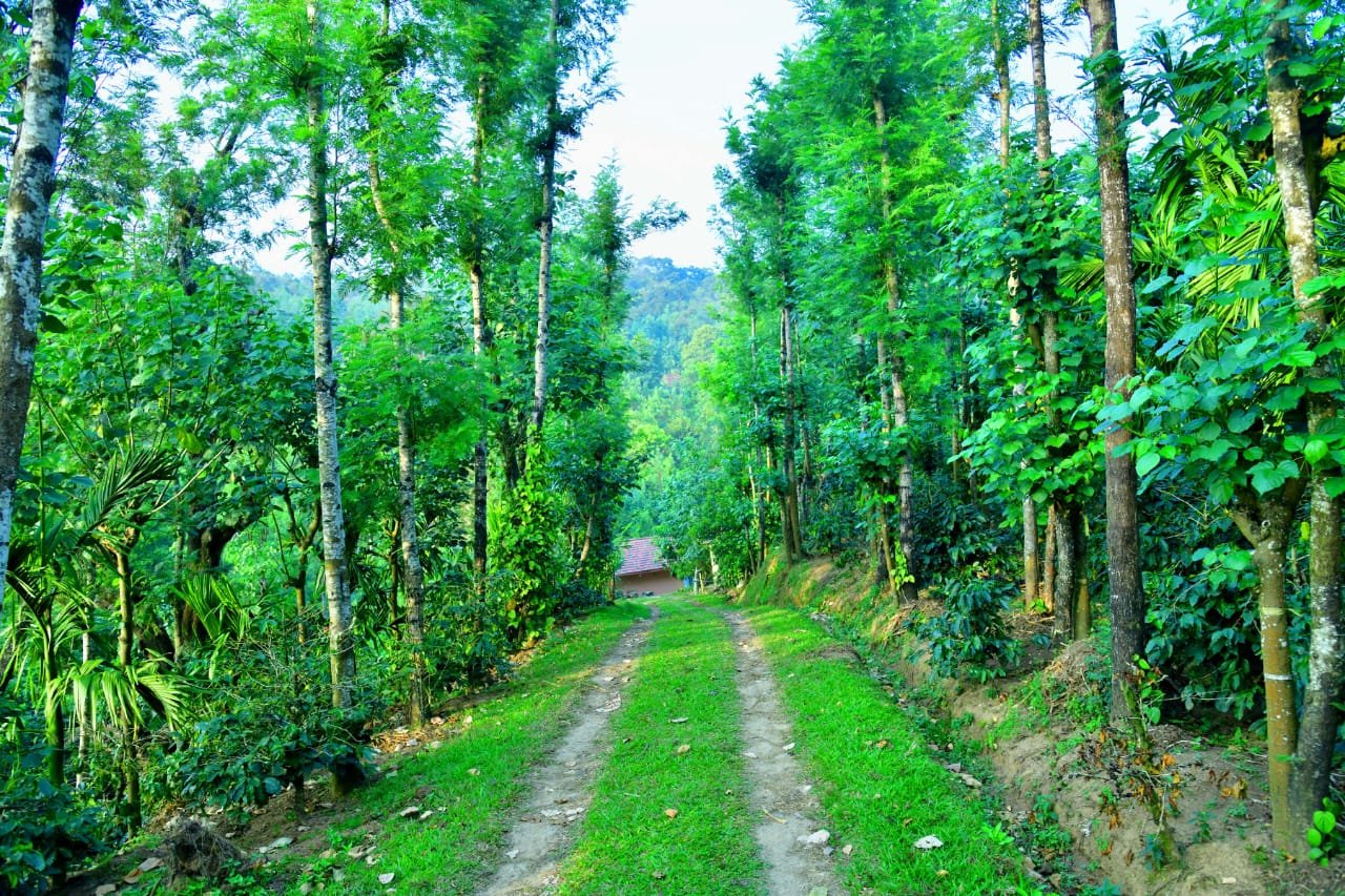 Forest driveway leading to homestay
